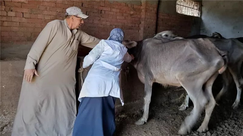 محافظ المنوفية: تحصين 313 ألف رأس ماشية ضد الحمى القلاعية والوادي المتصدع