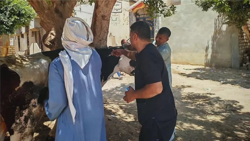 محافظ المنيا: تحصين 127 ألف رأس ماشية ضد الحمى القلاعية والوادي المتصدع