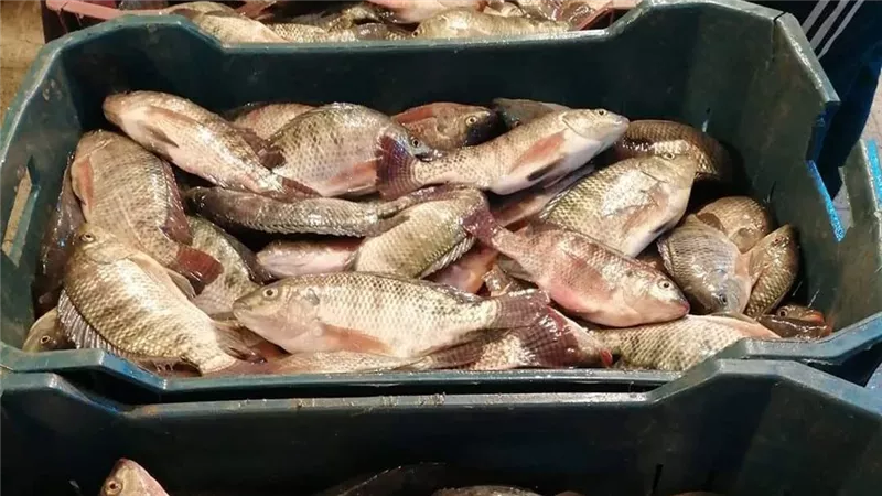 بانكير