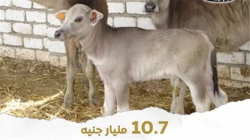 الزراعة: تمويل جديد بـ111 مليون جنيه لمشروع البتلو ضمن “حياة كريمة” لدعم صغار المربين